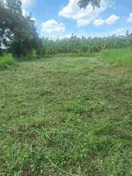 ขายด่วน ที่ดินเปล่าถมเล้ว ติดถนนสาธารณะ หลังมหาวิทยาลัยราชมงคลคลอง 6 ธัญบุรี โทร 094-697-8986